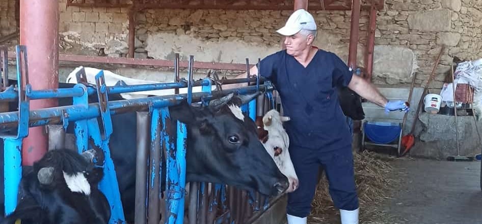 Ege'de Şap Hastalığına Karşı Aşılama Çalışmaları Sürüyor (2)