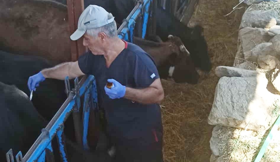 Ege'de Şap Hastalığına Karşı Aşılama Çalışmaları Sürüyor (4)
