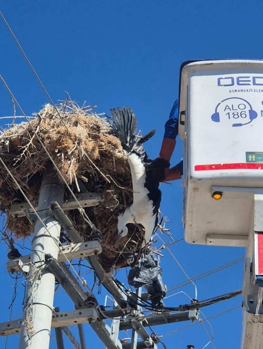 Elektrik Direğindeki Leyleği Oedaş Ve Doğa Koruma Ekipleri Kurtardı (3)