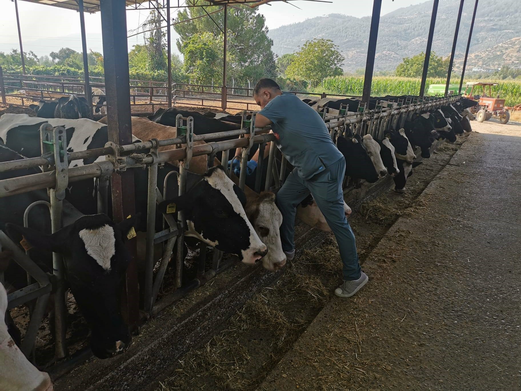 Hayvan Sağlığını Koruma Ve Kaliteli Üretimi Destekleme Çalışmaları Kapsamında, Hastalıktan Ari Işletmelerde Kontroller Aralıksız Devam Ediyor (1)