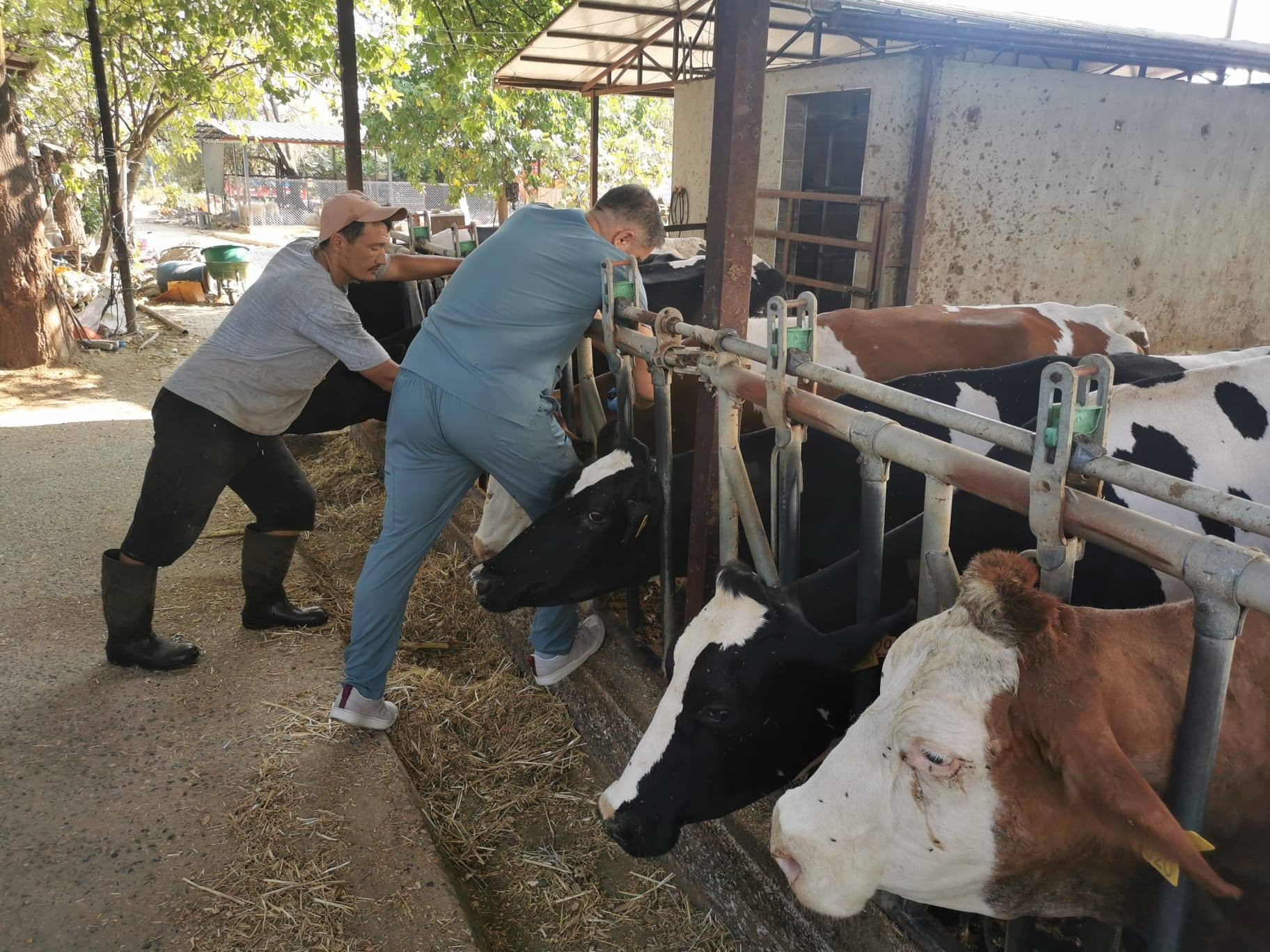 Hayvan Sağlığını Koruma Ve Kaliteli Üretimi Destekleme Çalışmaları Kapsamında, Hastalıktan Ari Işletmelerde Kontroller Aralıksız Devam Ediyor (2)