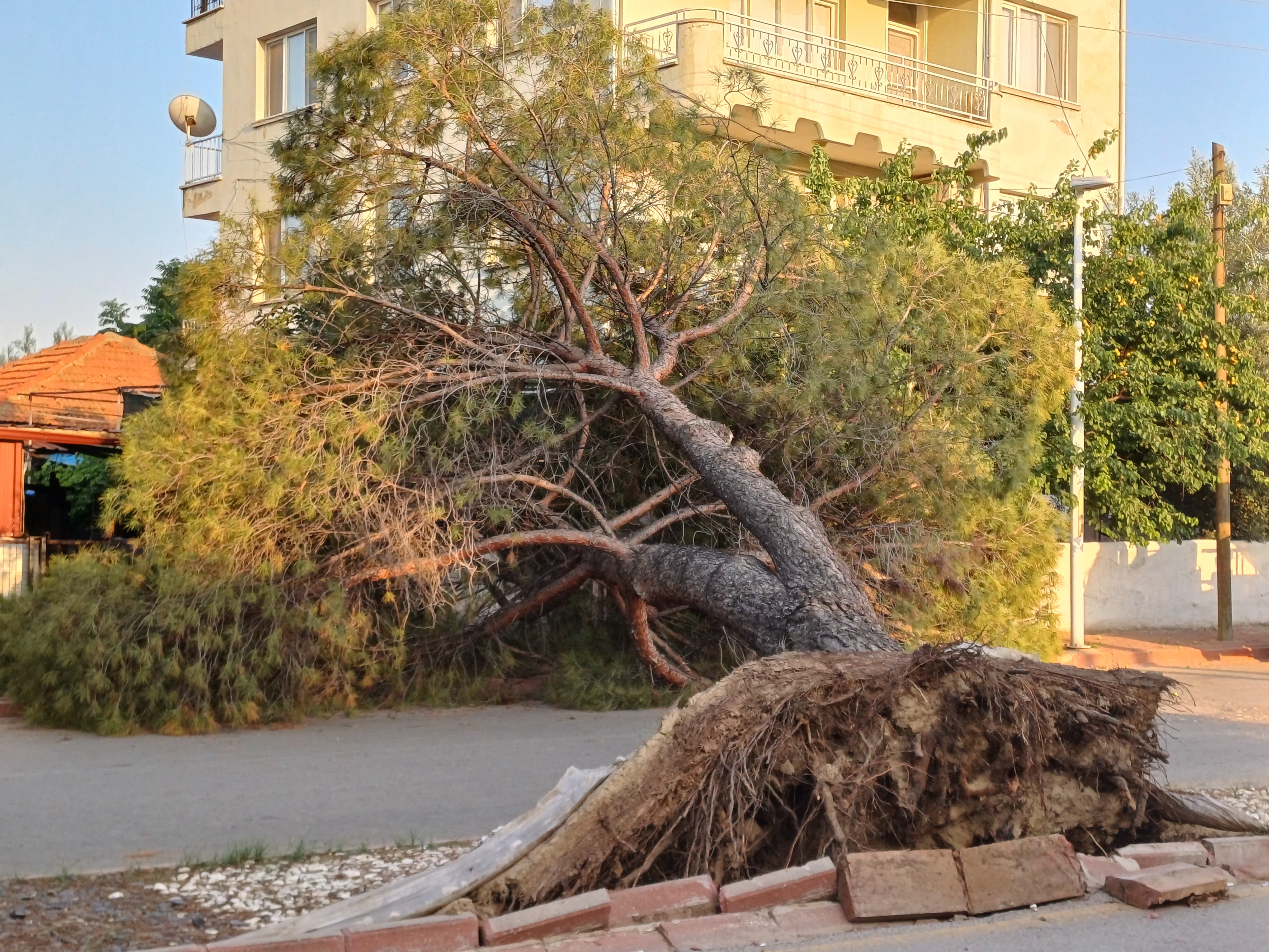 Sarıgöl’de devrilen  çam  agaclari  bakım  istiyor