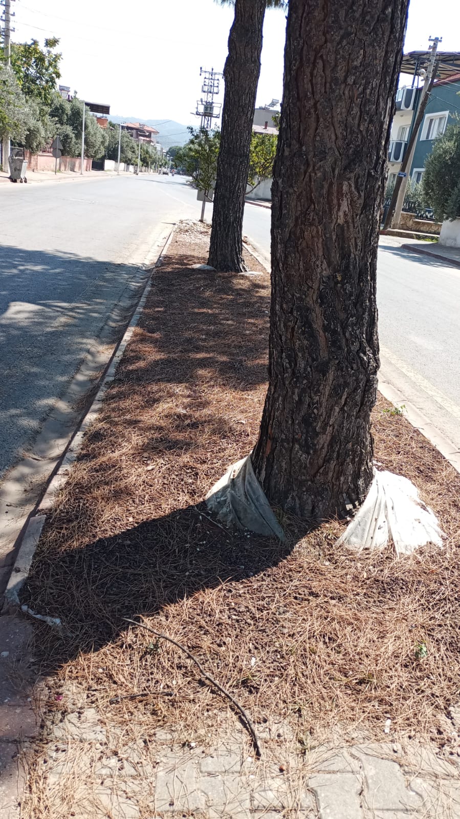Sarıgöl’de çam ağaçlara bakım çağrısı
