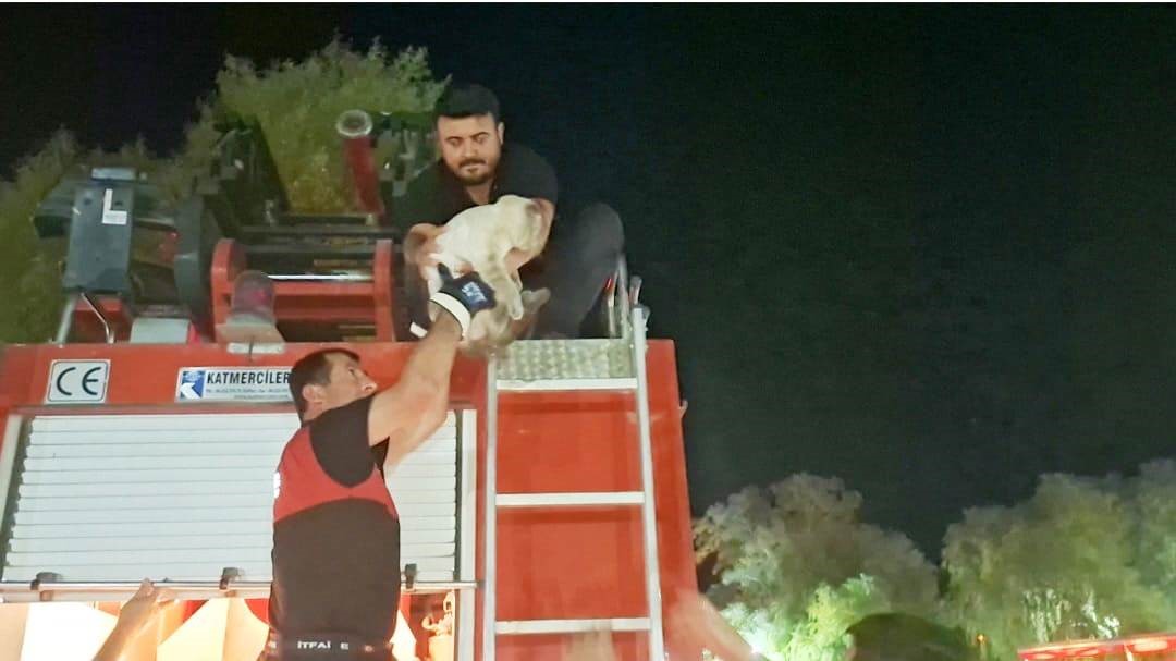 Kedi Kurtarma Tebriks (4)