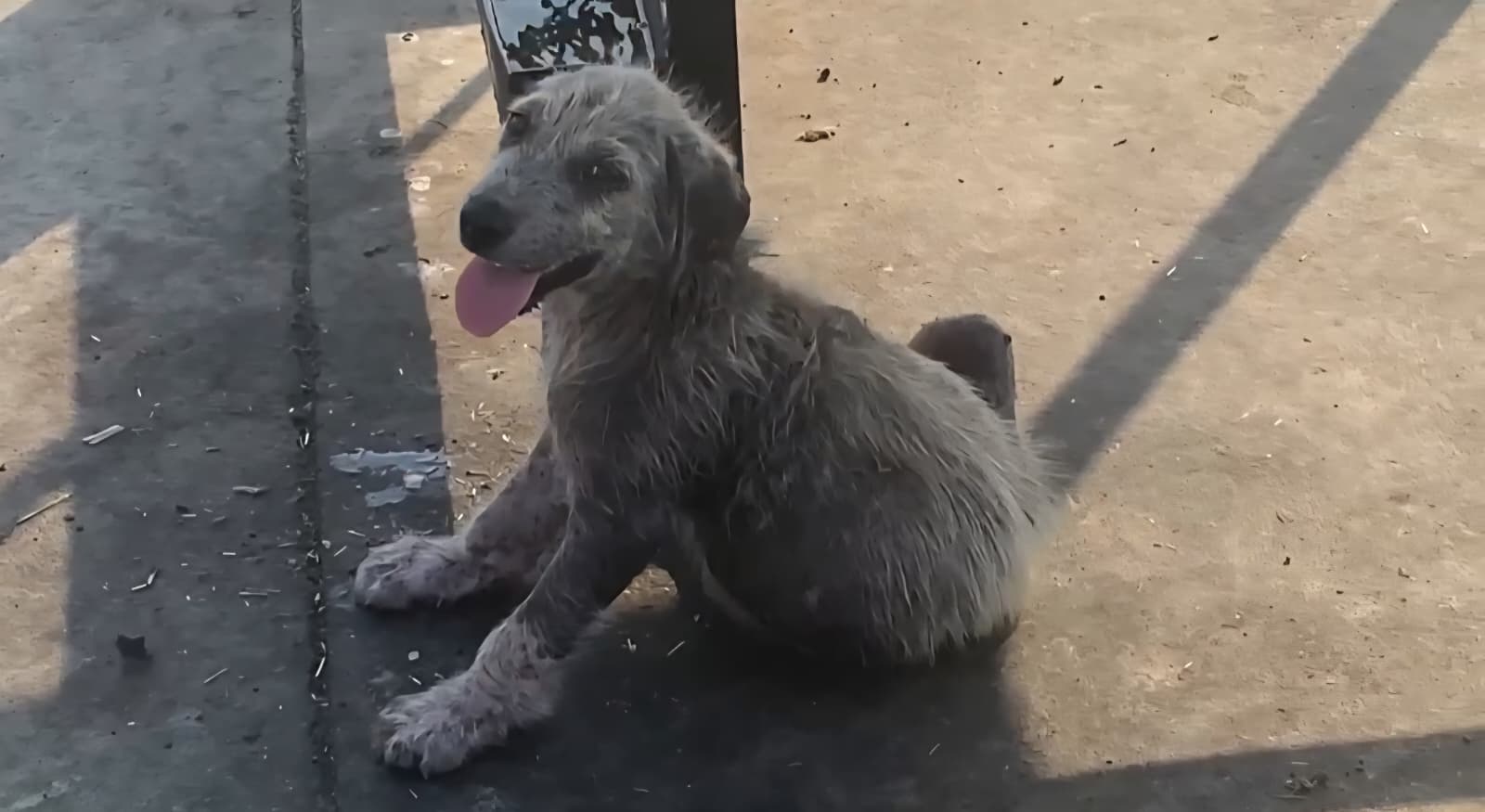 Köpek1