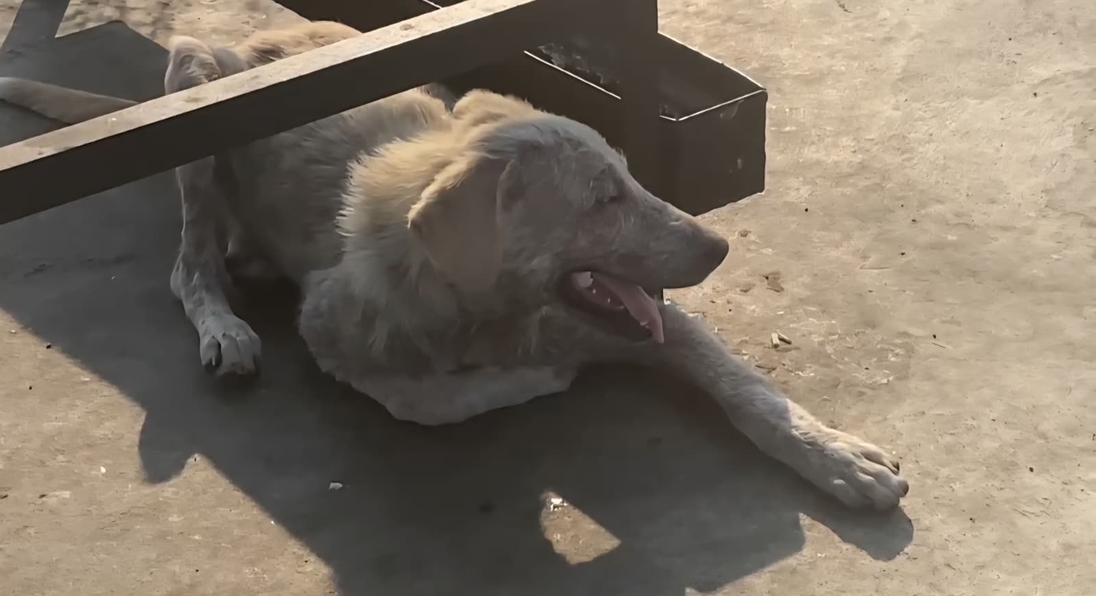 Köpek2