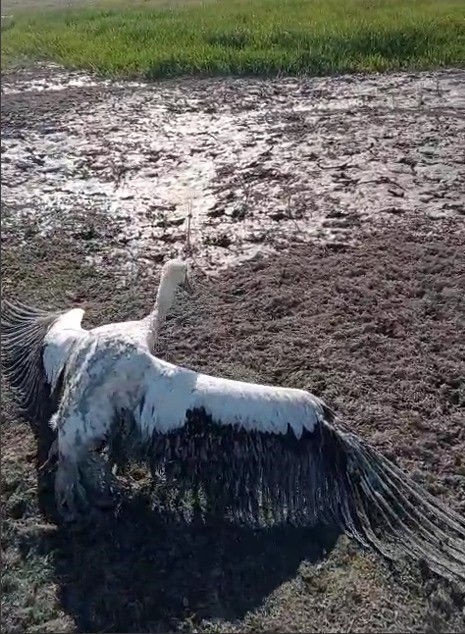 Leyleğin Imdadına Balıkçılar Yetişti (3)