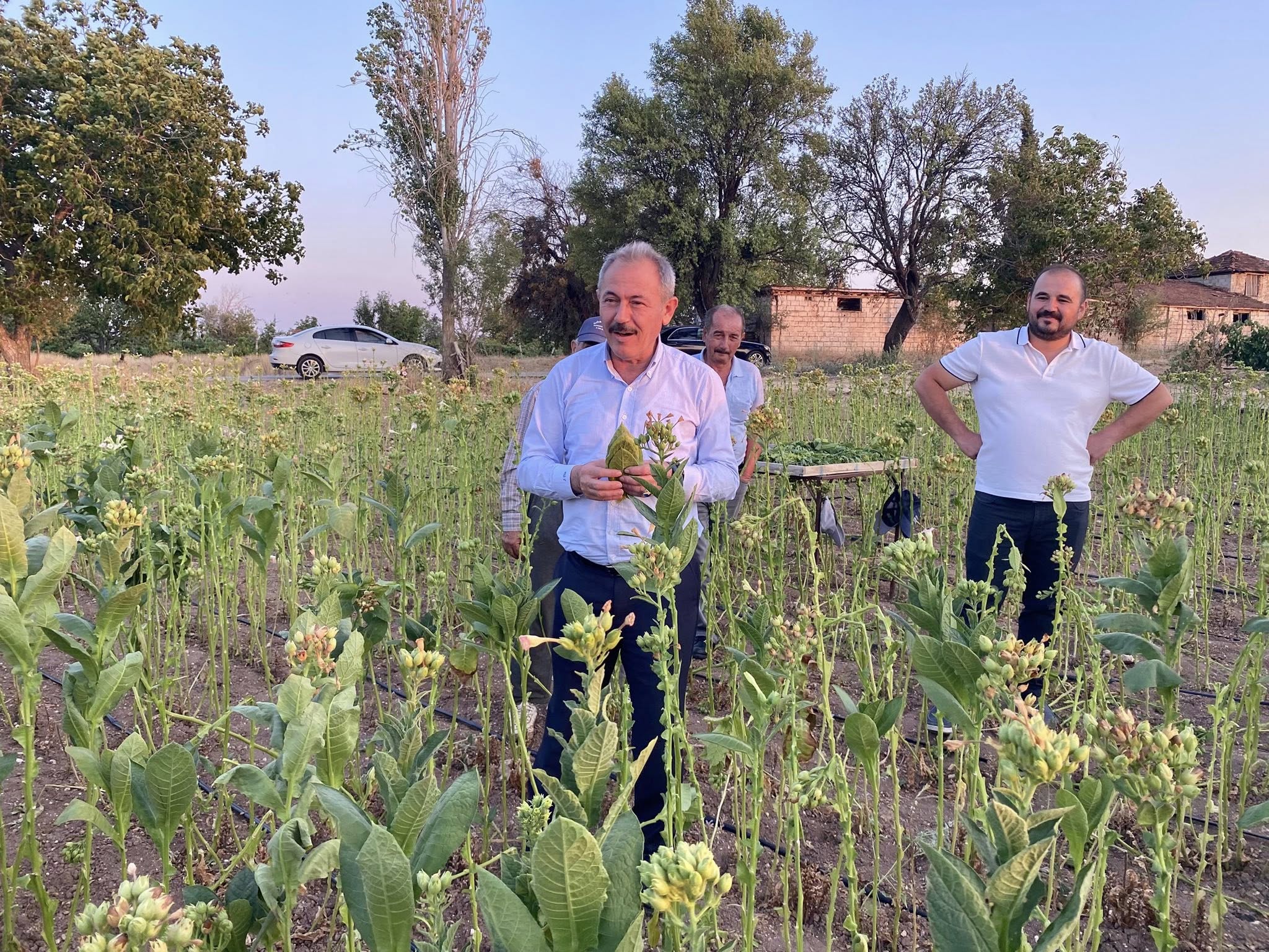 Milletvekili Şahin Tin, Tütün Tarlasında! (3)