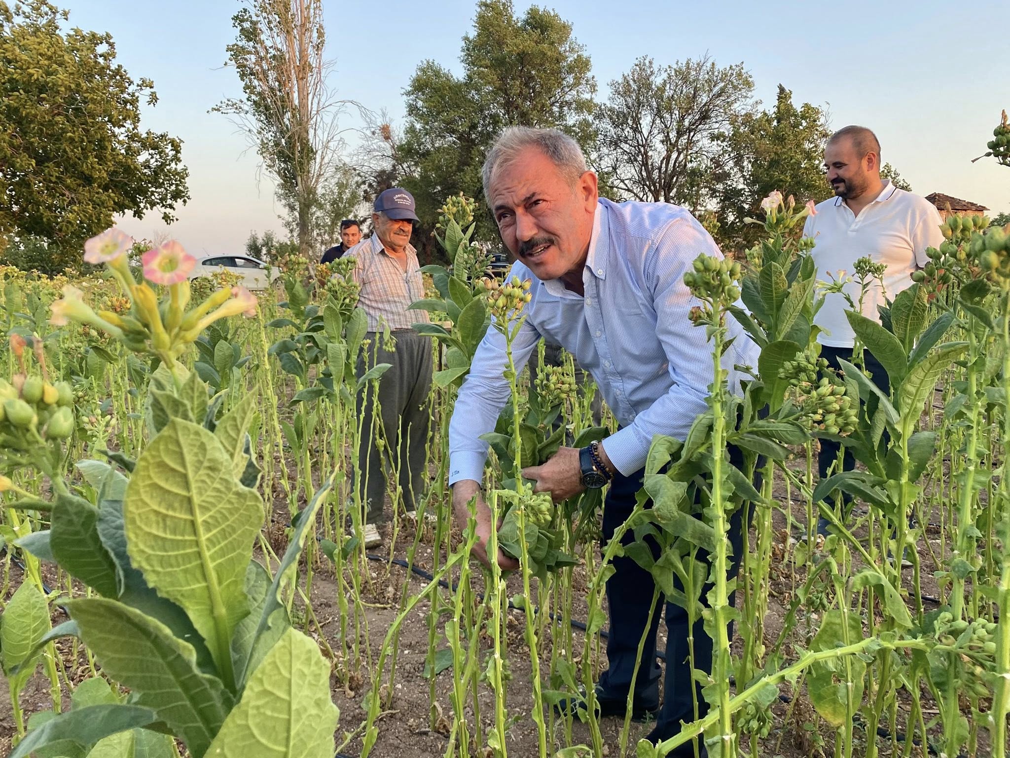 Milletvekili Şahin Tin, Tütün Tarlasında! (4)