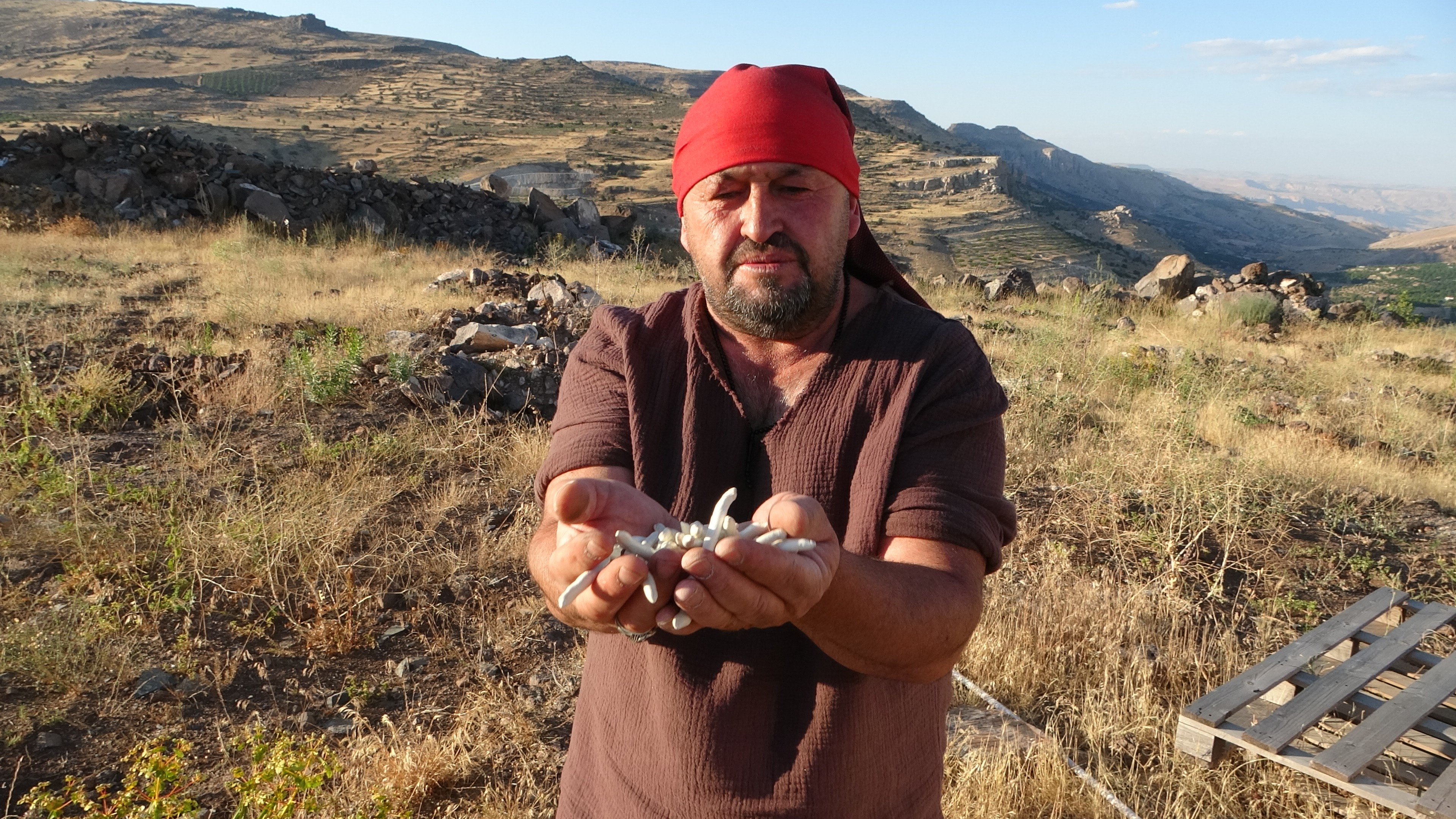 Sarıgöl'de De Yetişiyor Kilosu Altın Ile Yarışıyor Süreci He (1)