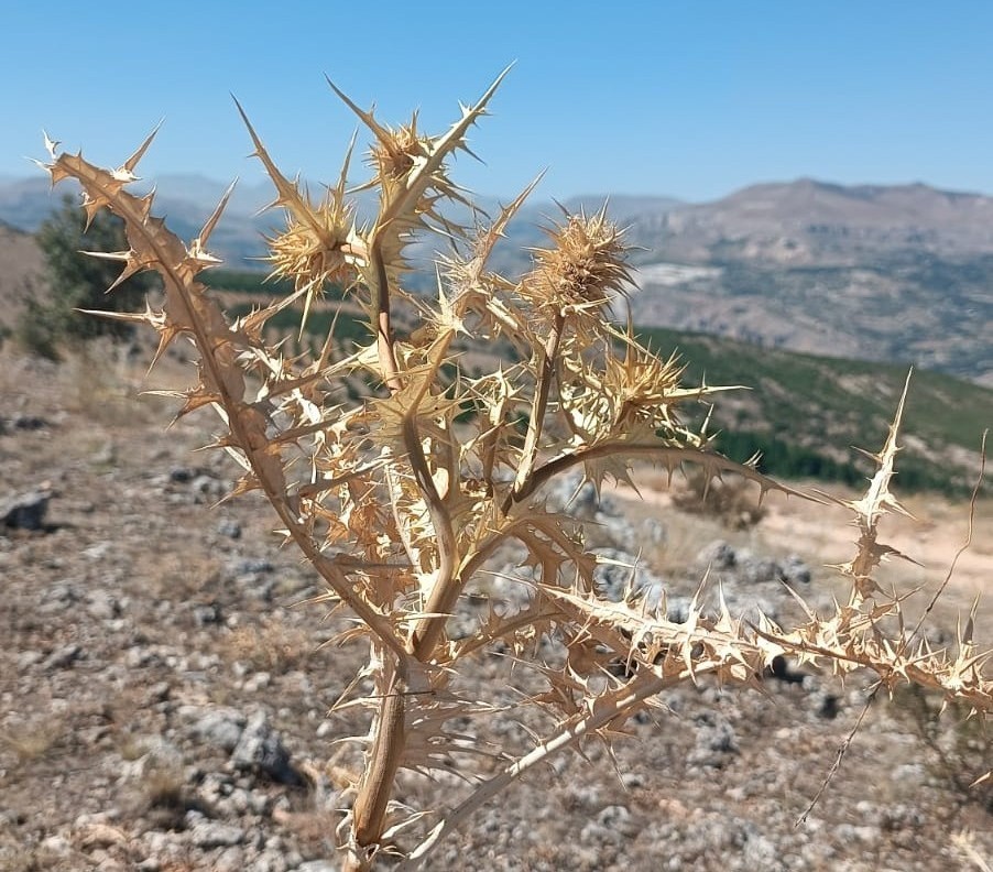 Sarıgöl'de De Yetişiyor Kilosu Altın Ile Yarışıyor Süreci He (4)