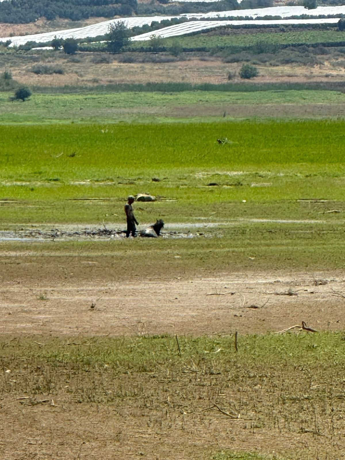 Su Arayışına Çıkan Iki Katırı Ortaya Çıktı. E (2)