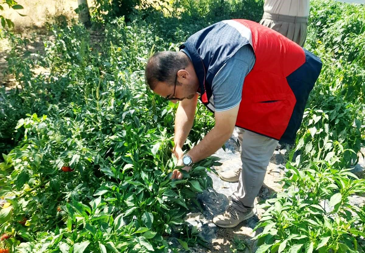 Tarım Arazilerinin Kullanımının Etkinleştirilmesi (Take) Projesi Çerçevesinde Temin Edilen Domates Ve Biber Fideleri Kontrol Edildi (2)