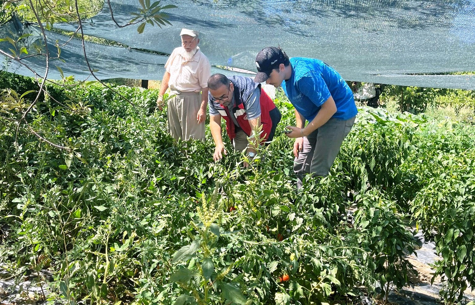 Tarım Arazilerinin Kullanımının Etkinleştirilmesi (Take) Projesi Çerçevesinde Temin Edilen Domates Ve Biber Fideleri Kontrol Edildi (3)