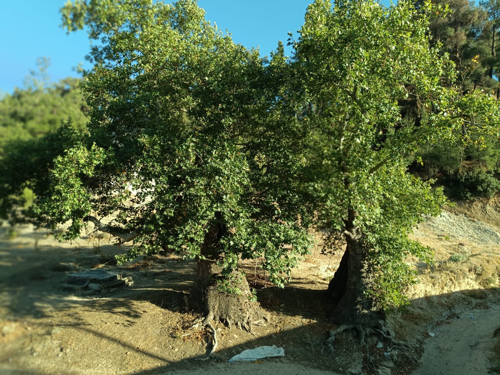 A W543343 01