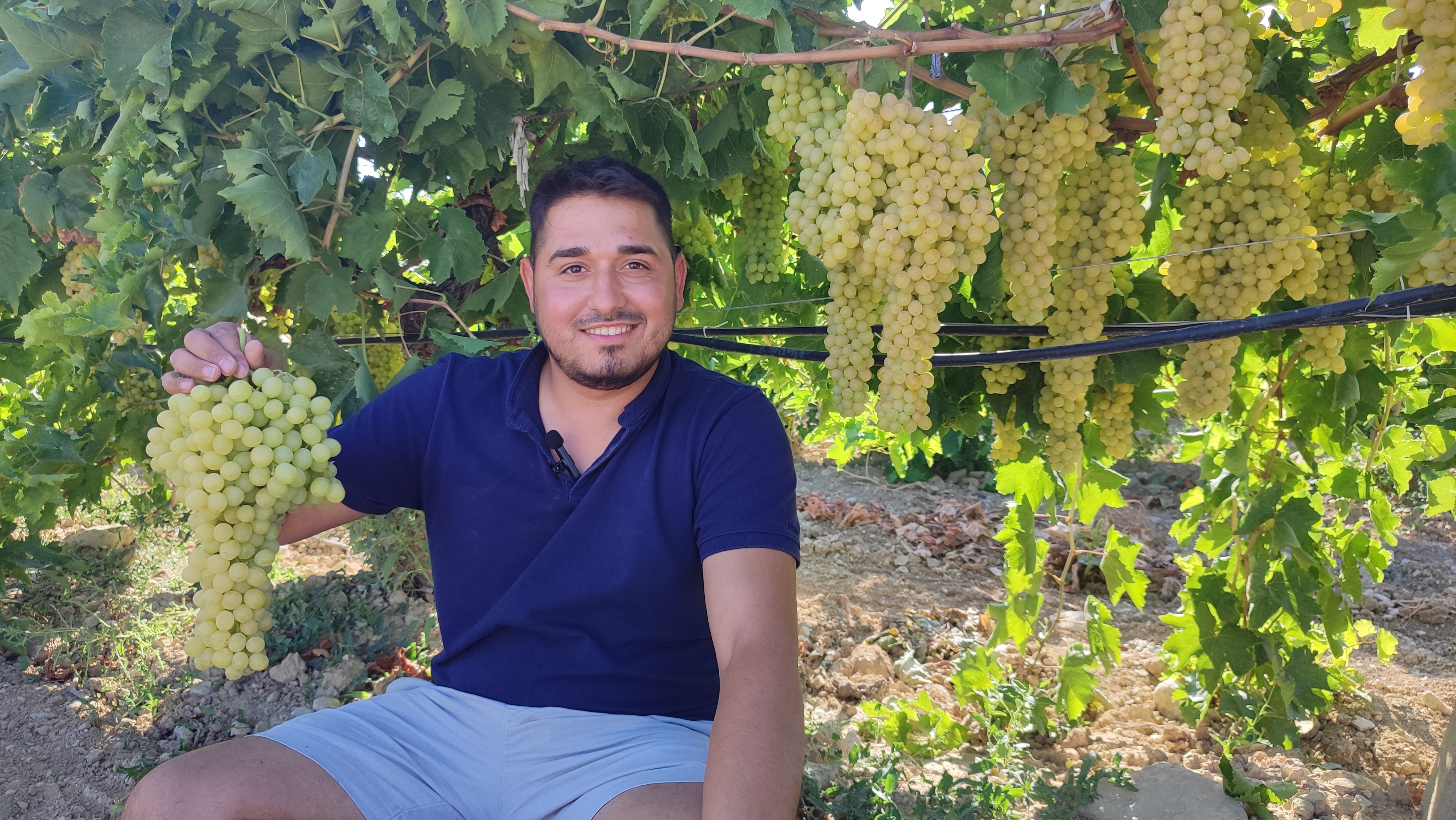 Çal'da 'İsabey' Üzümü Bereketi Hasat Sezonu Açıldı (1)