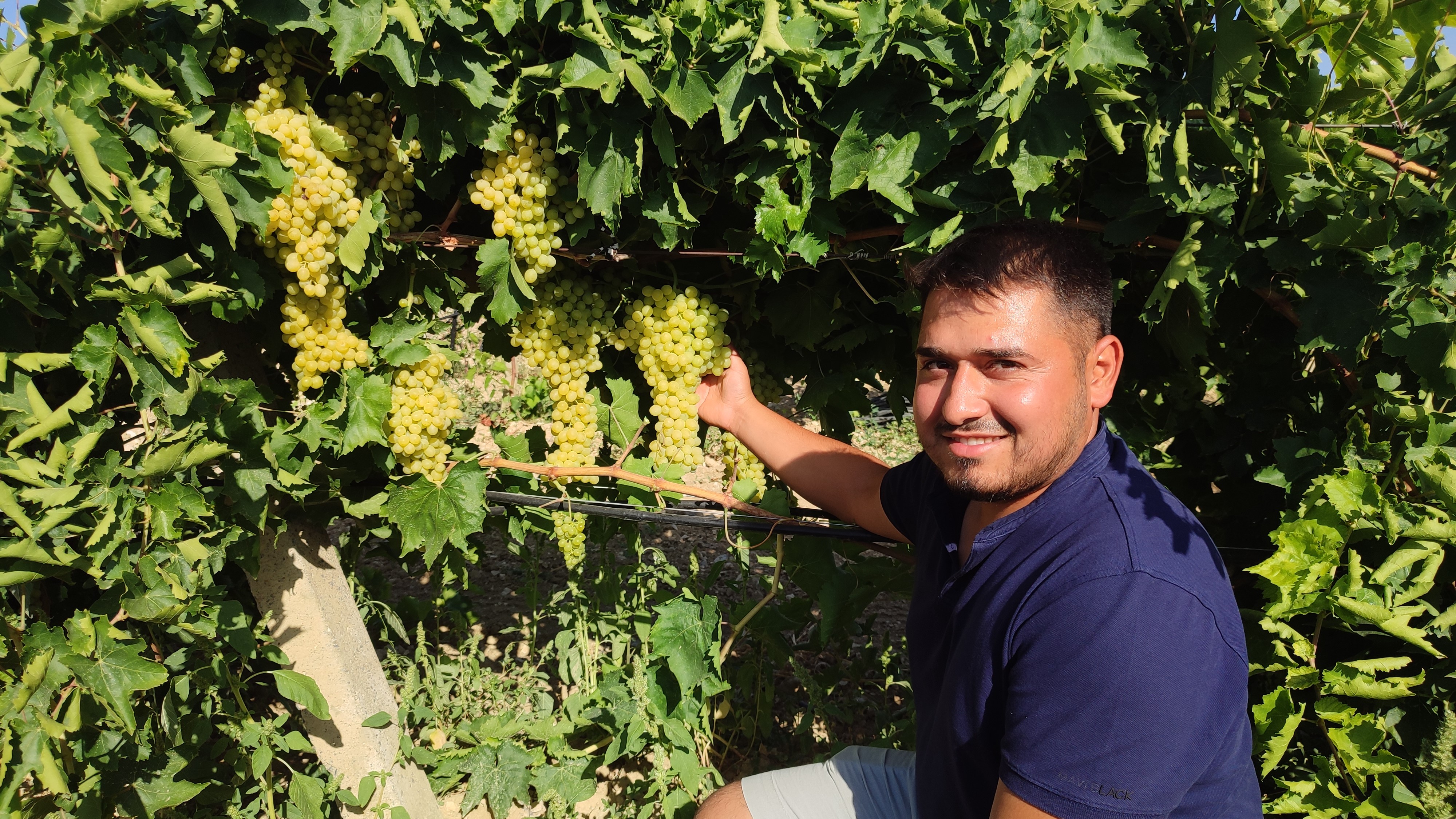 Çal'da 'İsabey' Üzümü Bereketi Hasat Sezonu Açıldı (3)