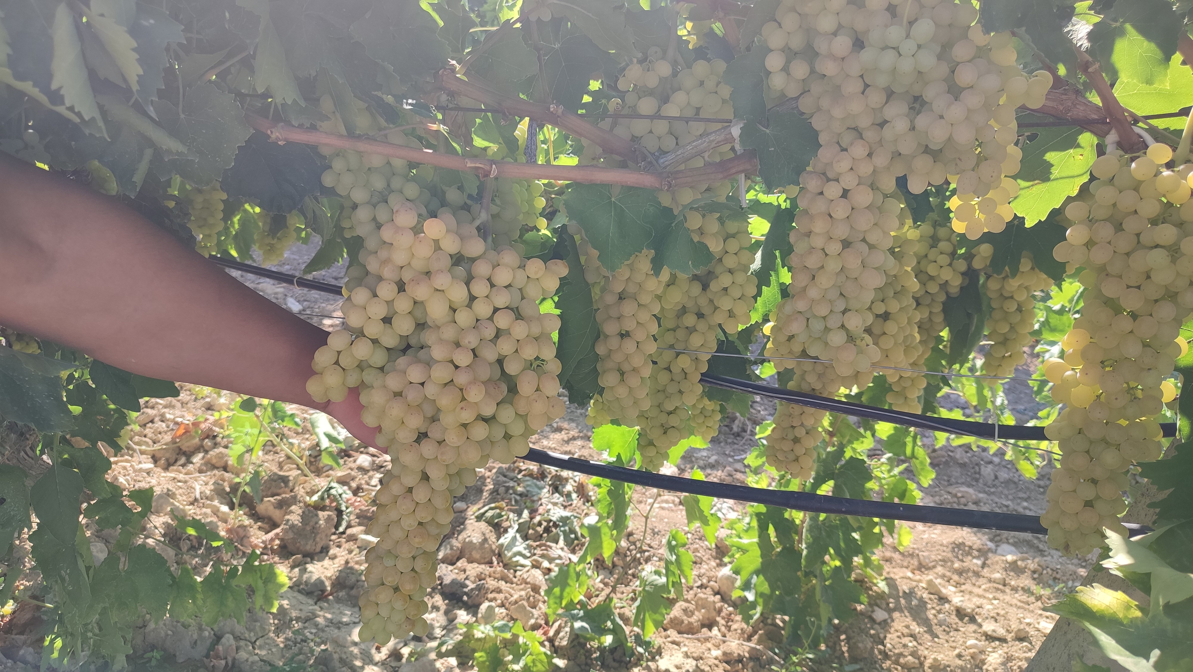 Çal'da 'İsabey' Üzümü Bereketi Hasat Sezonu Açıldı (4)