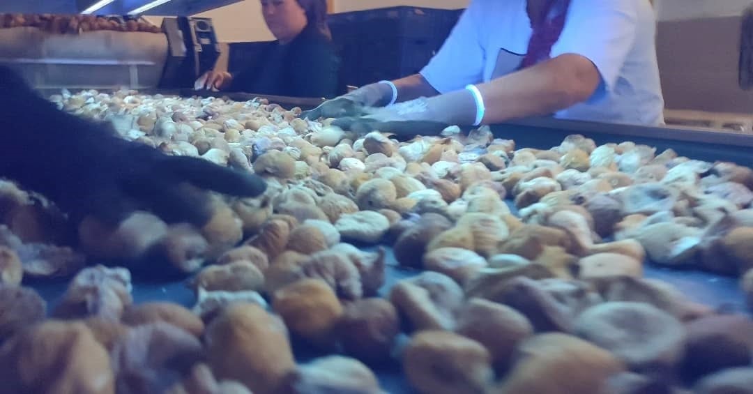 Ege'de Incir Depoları Denetlemesi Sürüyor! (1)
