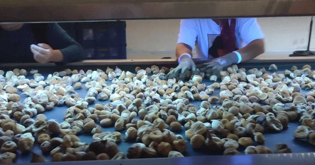 Ege'de Incir Depoları Denetlemesi Sürüyor! (3)