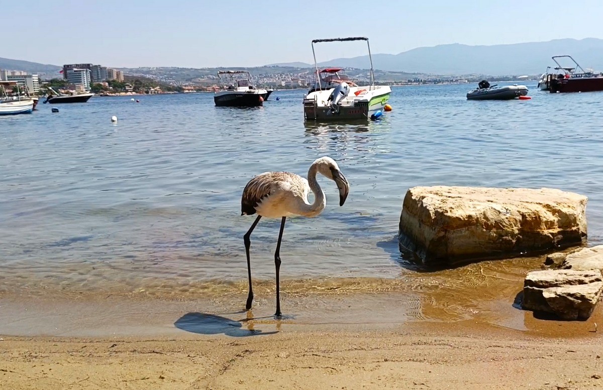 Ege'de Kurtarılan Leylek Ve Flamingo Doğaya Salındı (1)