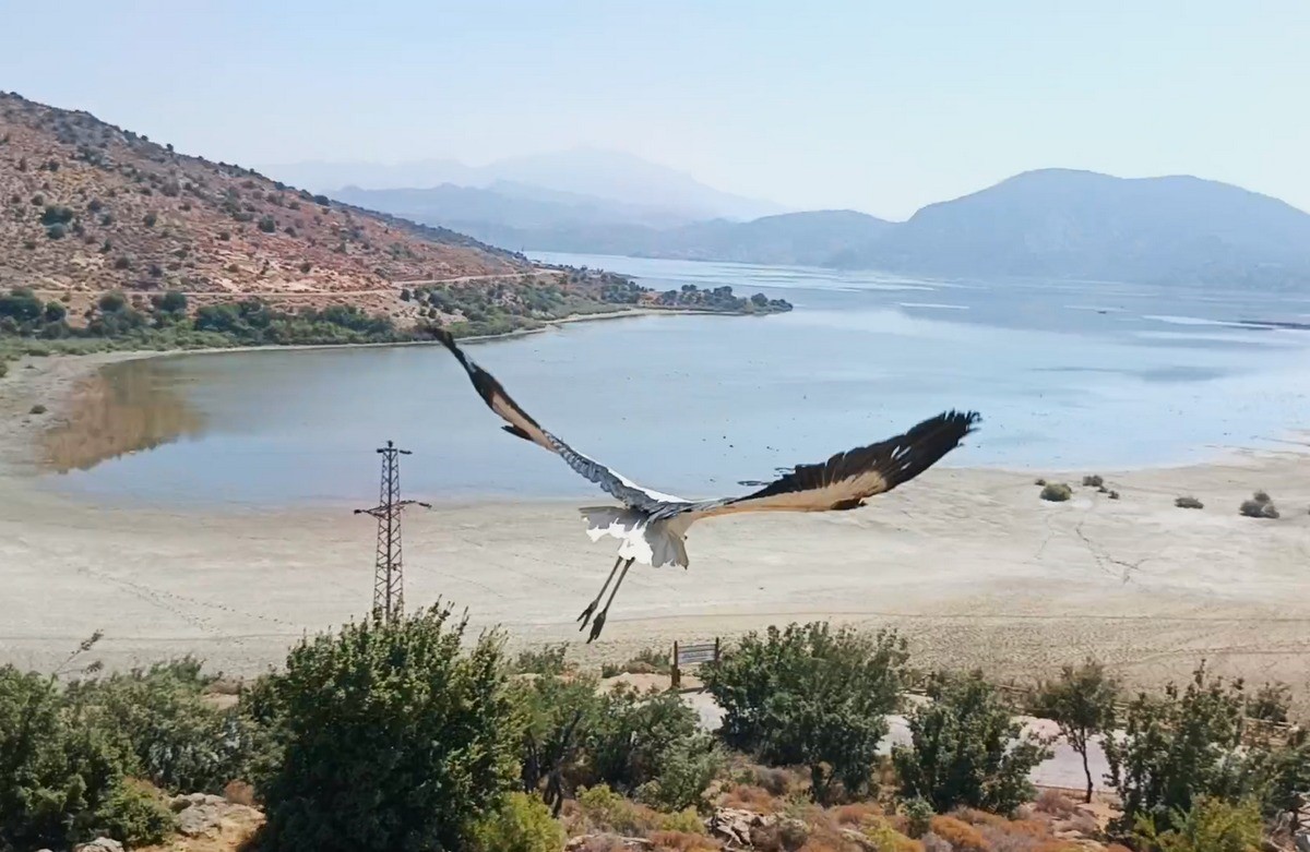Ege'de Kurtarılan Leylek Ve Flamingo Doğaya Salındı (2)