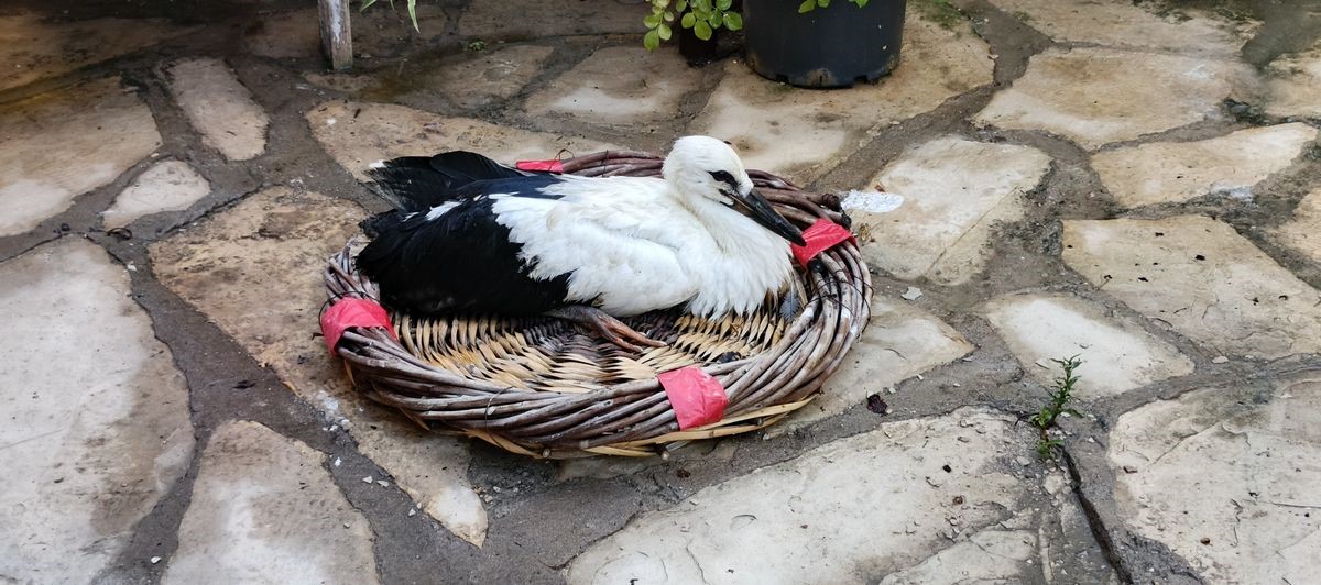 Ege'de Kurtarılan Leylek Ve Flamingo Doğaya Salındı (3)