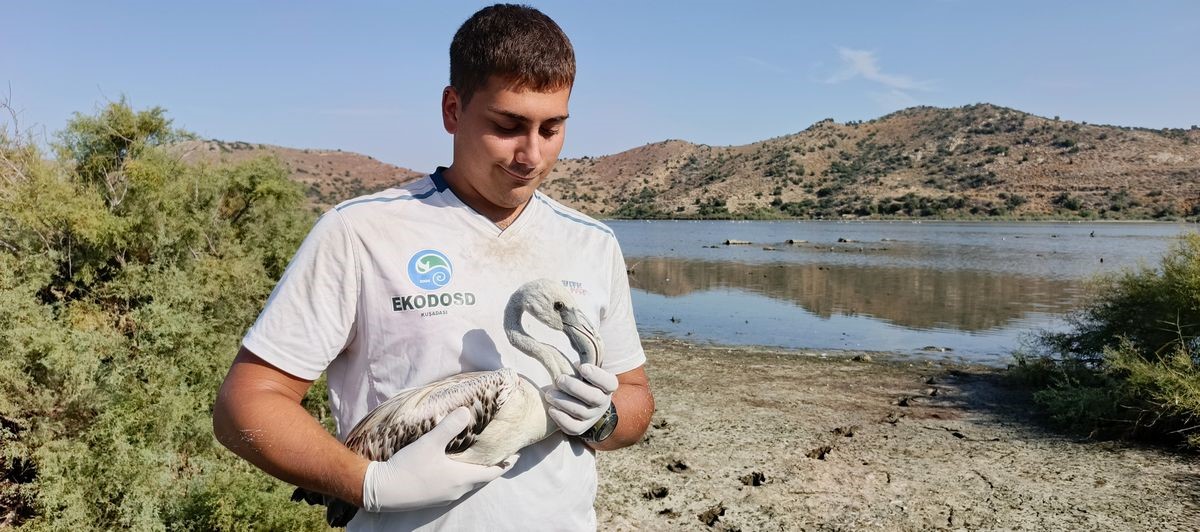 Ege'de Kurtarılan Leylek Ve Flamingo Doğaya Salındı (4)