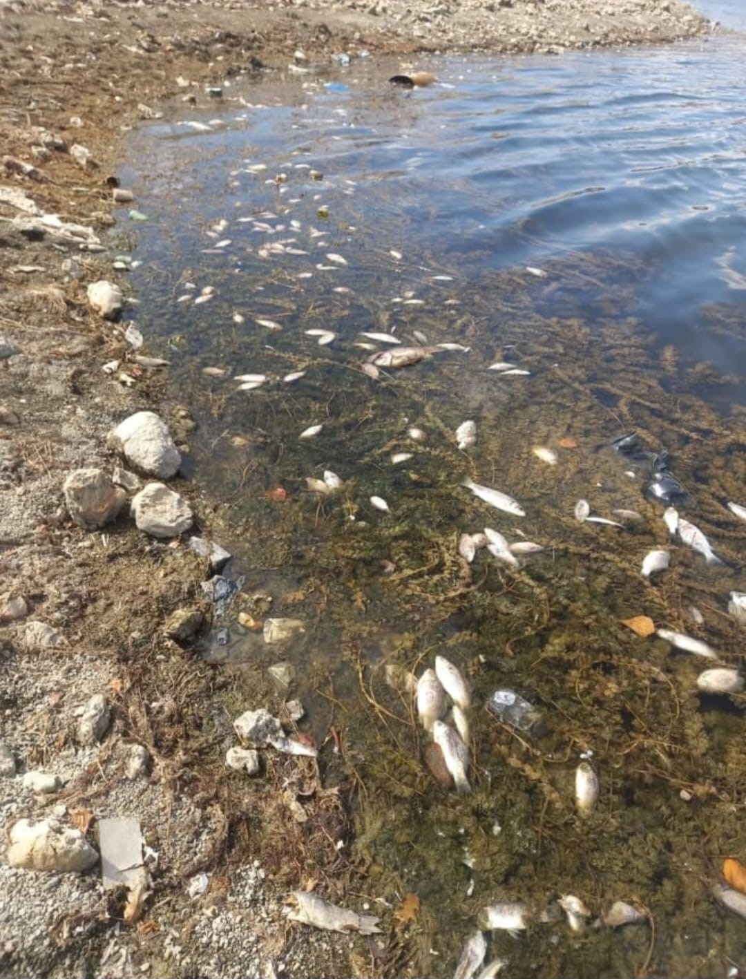 Ege'de Toplu Balık Ölümleri Tedirgin Etti (1)