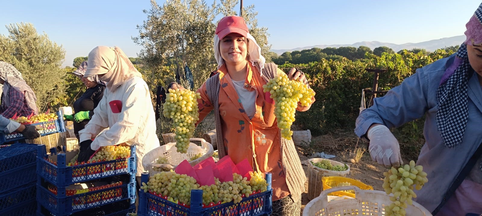 Hayat Üzümle Dönüyor (1)