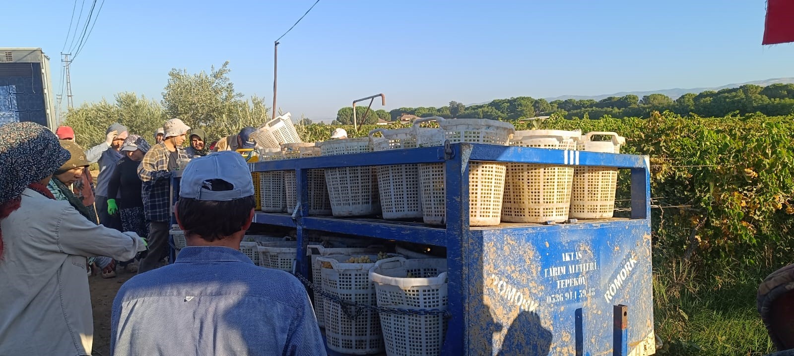 Hayat Üzümle Dönüyor (5)
