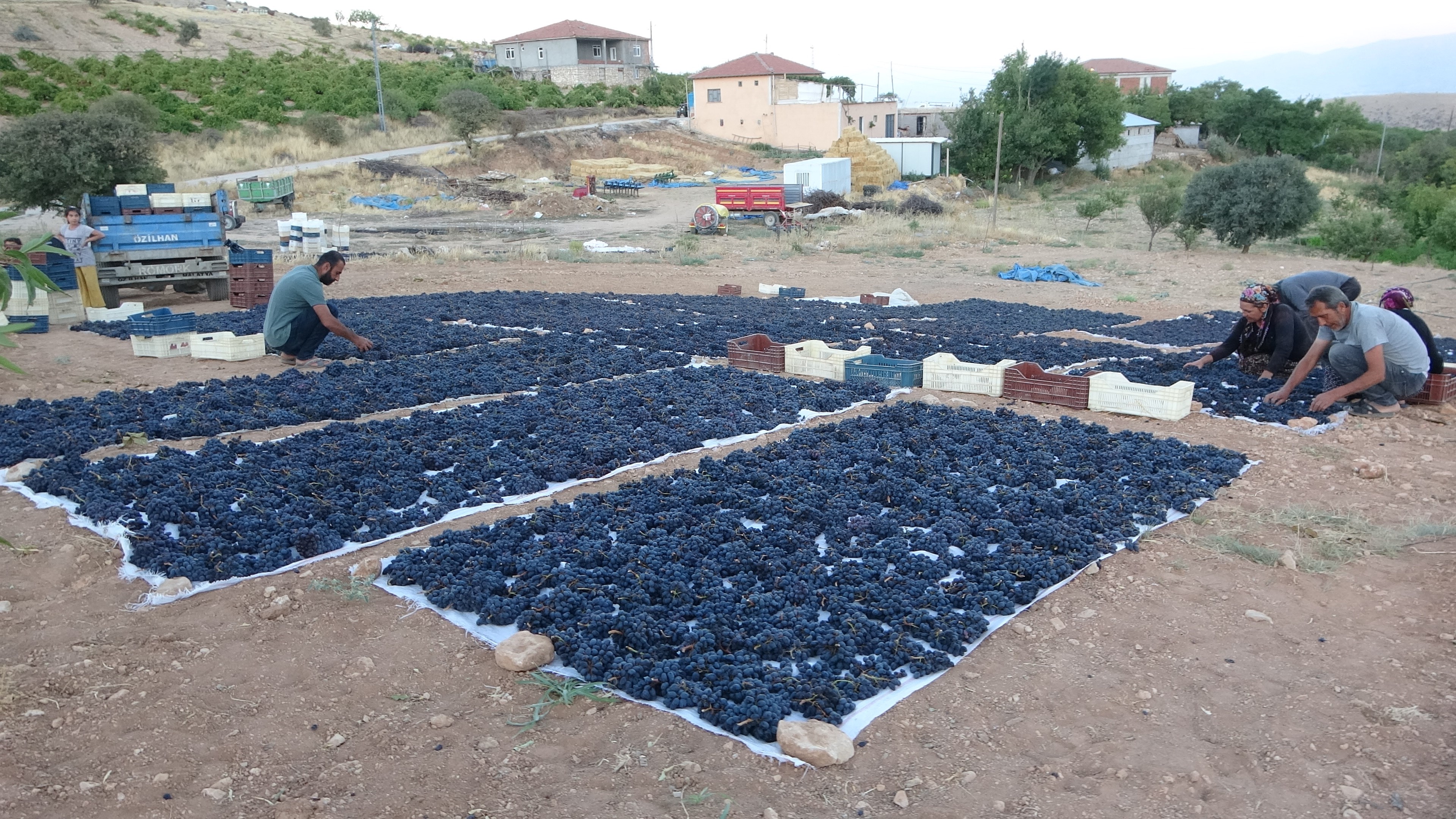 Kilosu 500 Tl'den Alıcı Bulan Kuru Üzüm Yüz Güldürüyor (3)