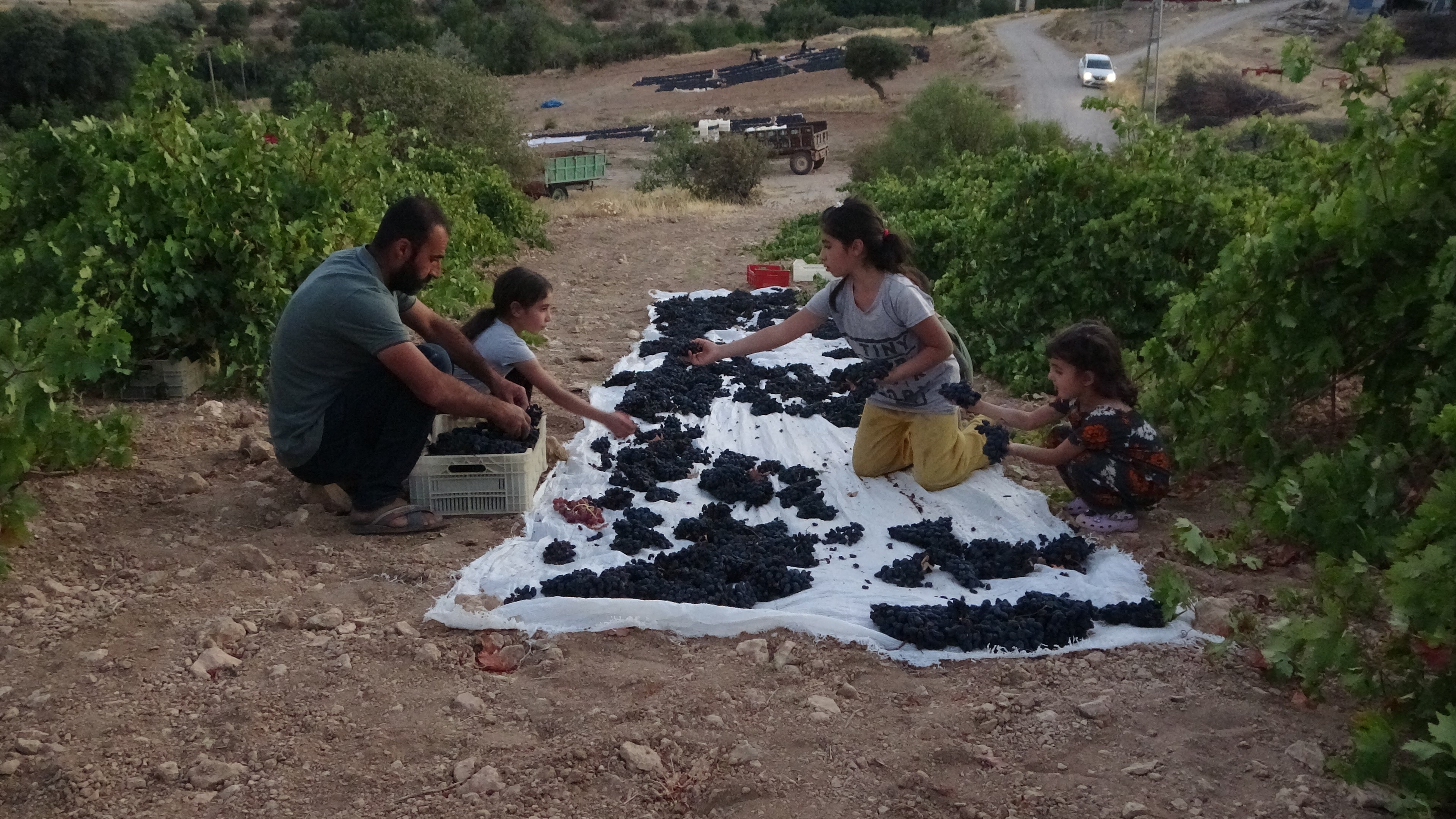 Kilosu 500 Tl'den Alıcı Bulan Kuru Üzüm Yüz Güldürüyor (6)