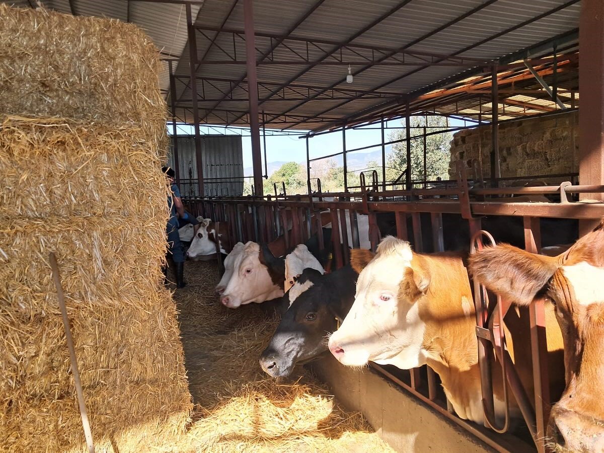 Şap Aşılama (1)