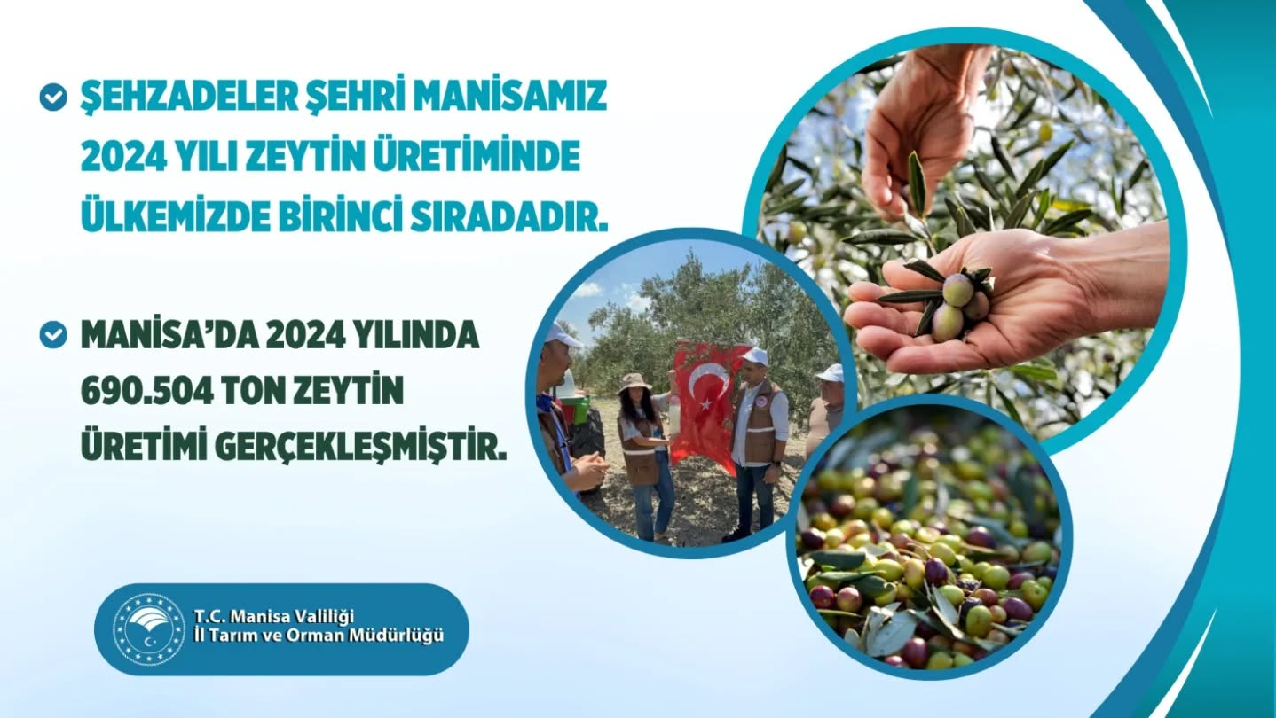 manisa zeytin