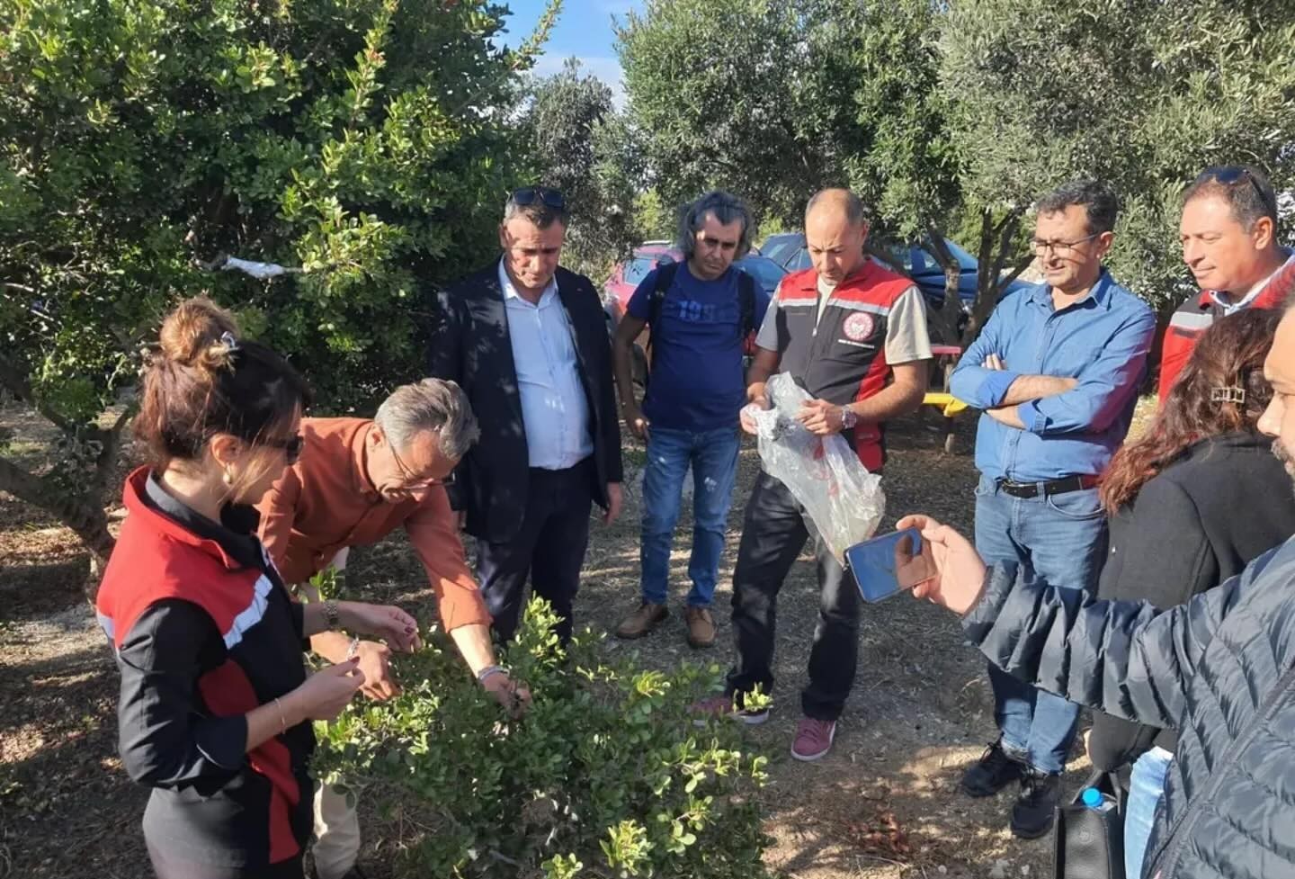 Ege'de sakız ağacı.1