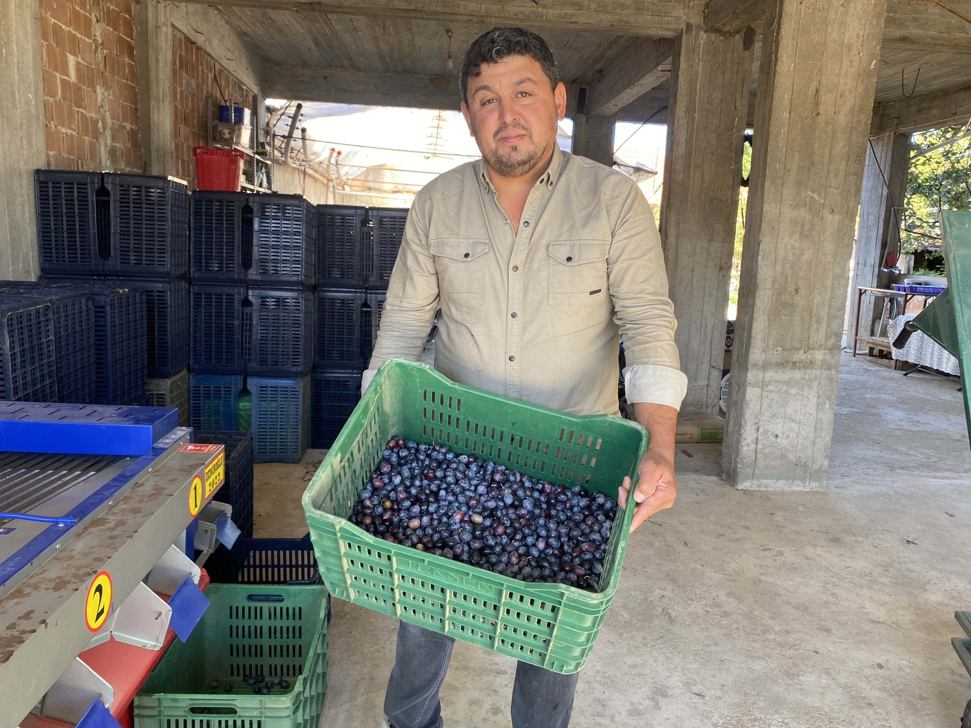 Alaşehir Zeytin (2)