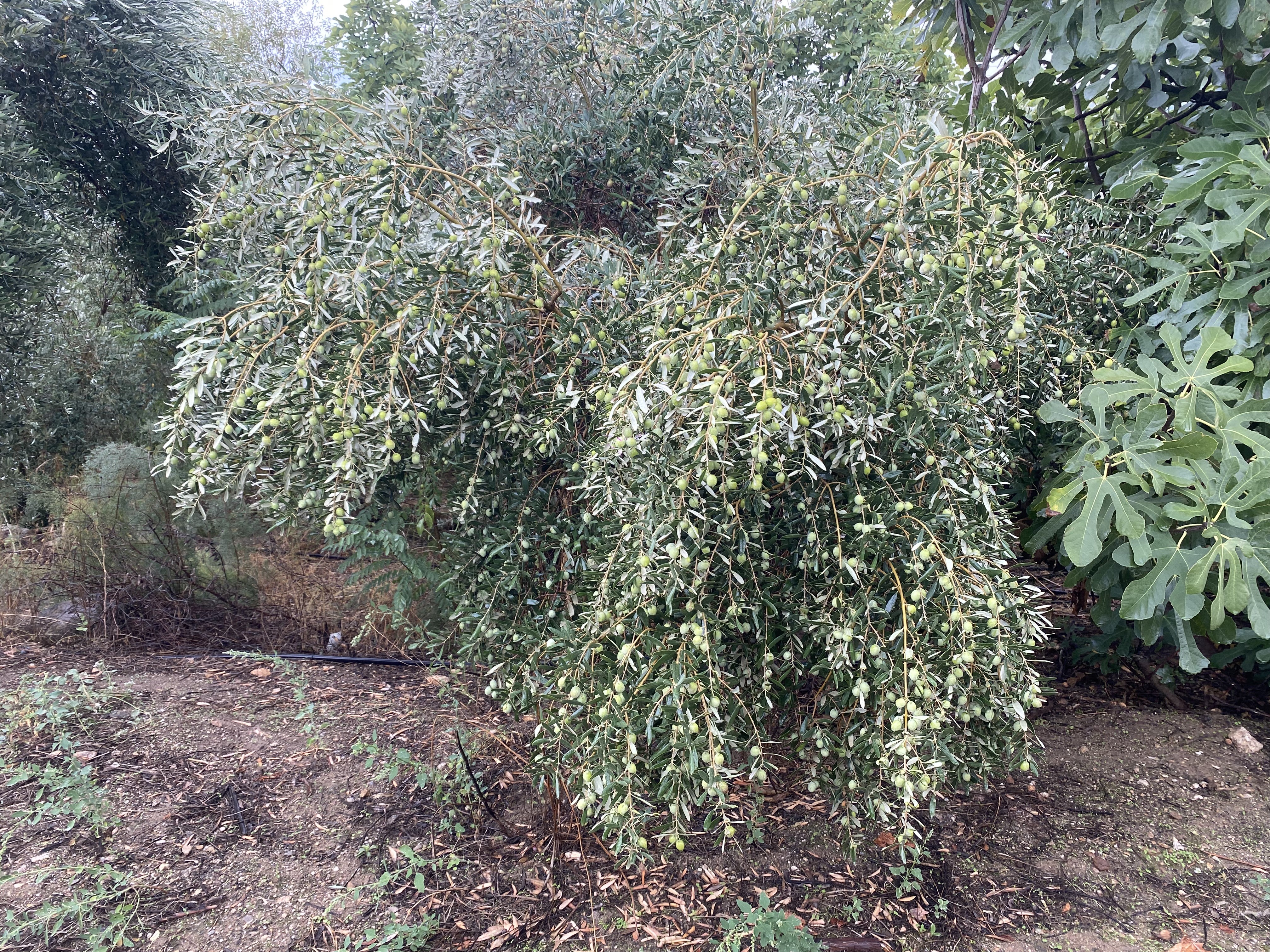 Alaşehir Zeytin (5)