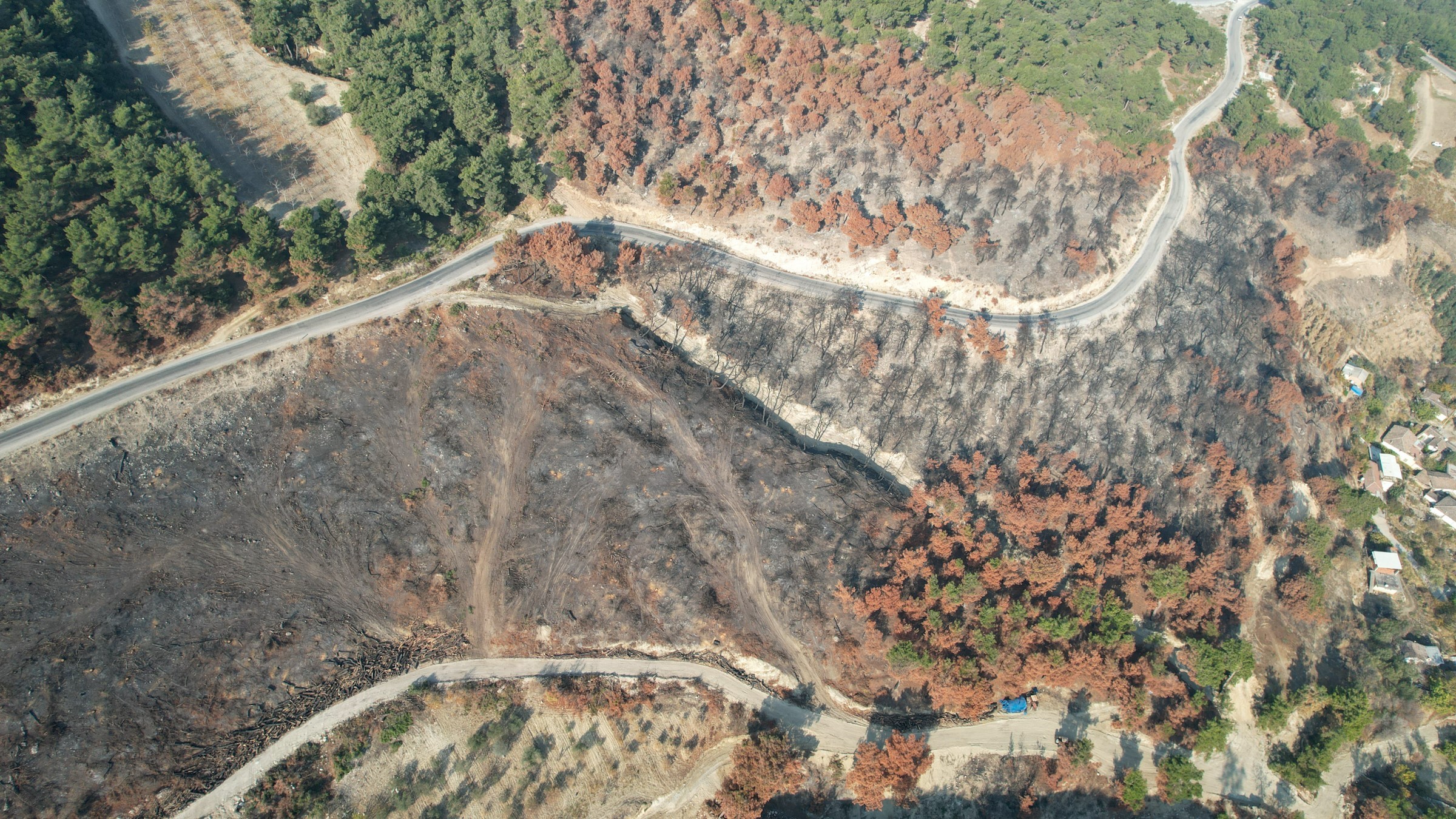 Manisa Fidan (3)