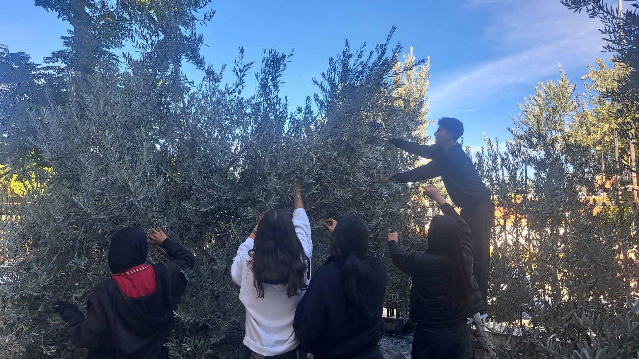 Manisa Zeytin (1)