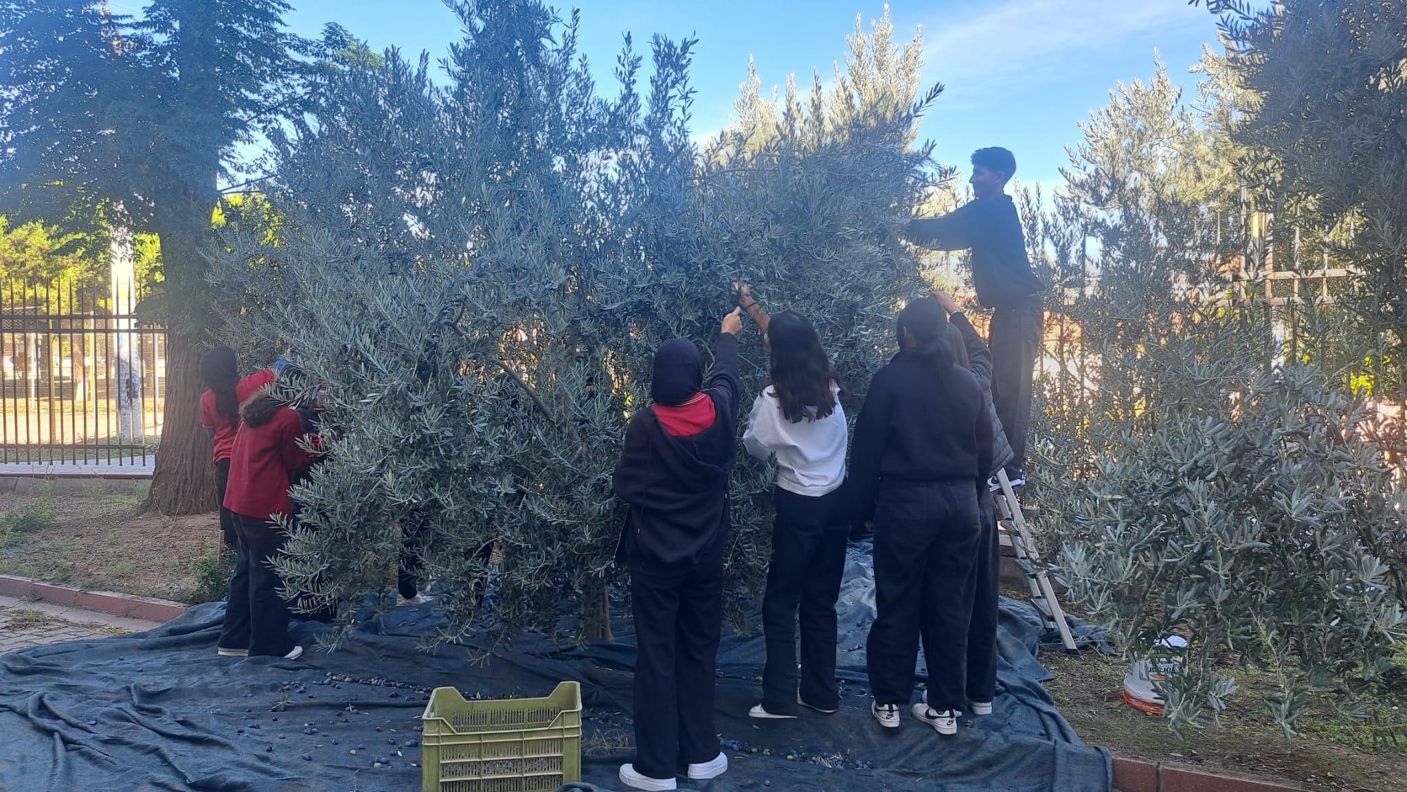 Manisa Zeytin (3)-1