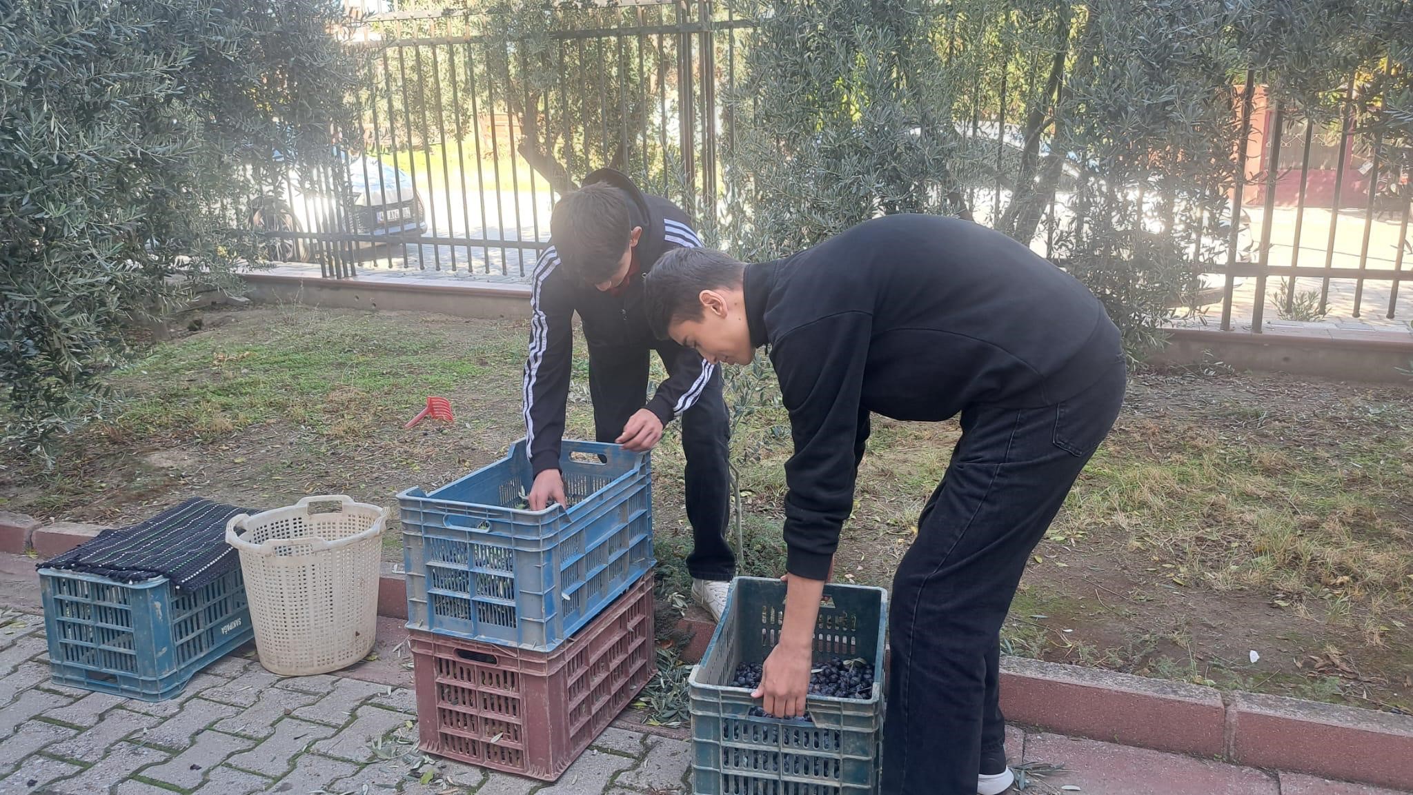Manisa Zeytin (4)-1