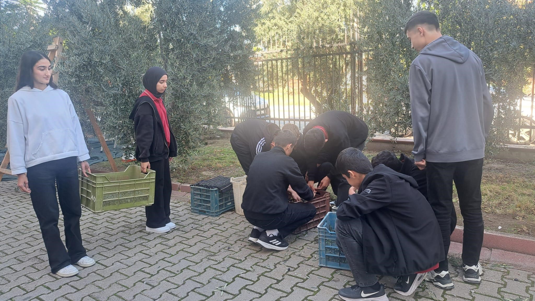 Manisa Zeytin (5)