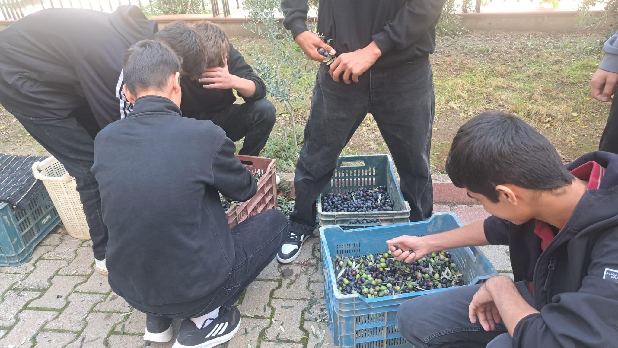 Manisa Zeytin (6)