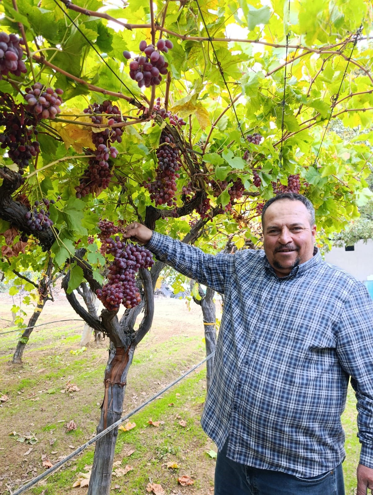 Sarıgöl Üzümün Kilosu Şok Etti (2)