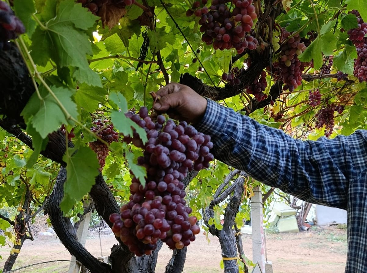 Sarıgöl Üzümün Kilosu Şok Etti (3)