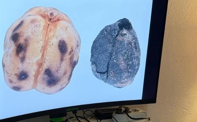 Vali Işın, Tavşanlı Höyük Kazı Alanında Incelemelerde Bulundu! (4)