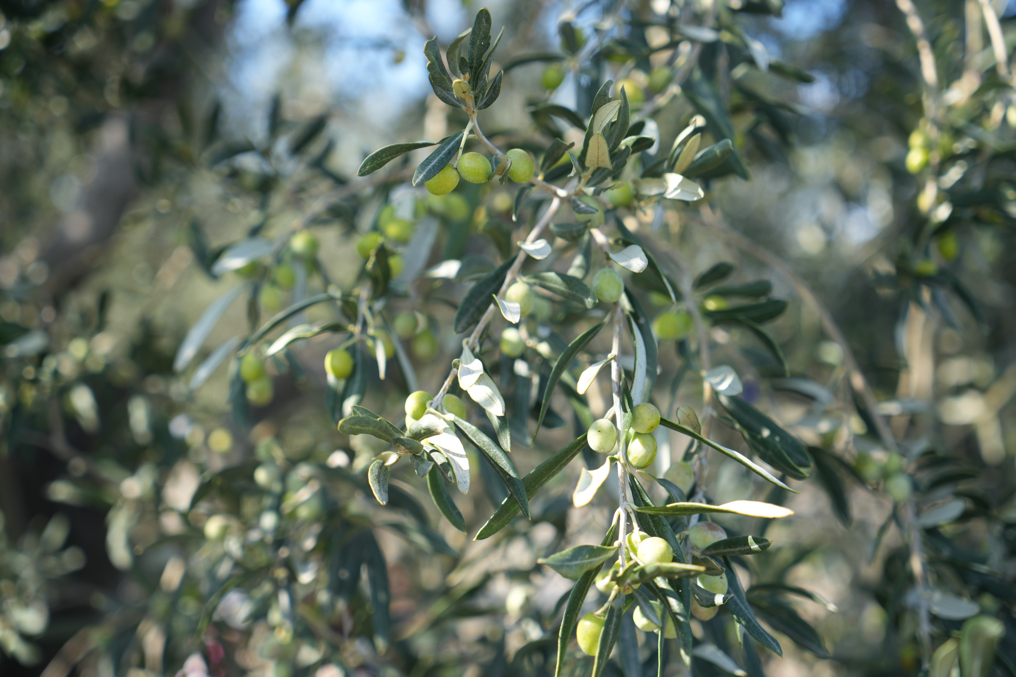 Ara tatilin gözdesi Manisa'nın komşusu oldu.1.1.1