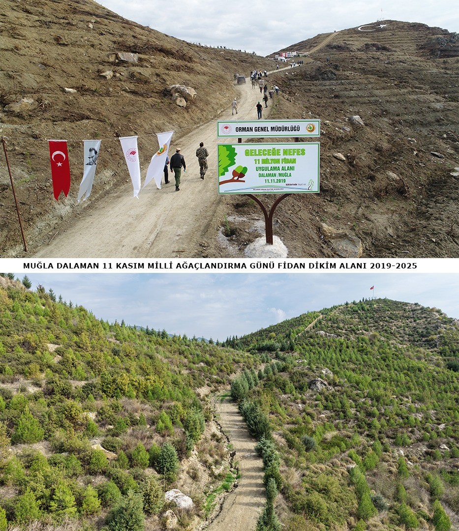 Yanmış ormanlar 6 yıl sonra hayat buldu!21.