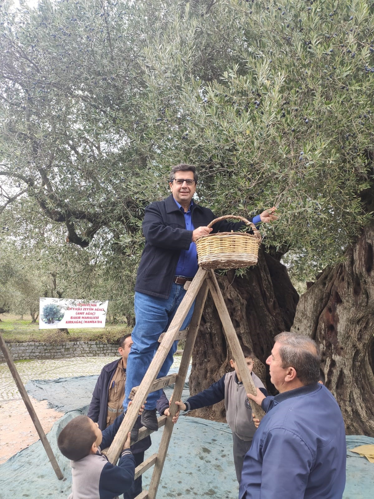 Manisa’da Dünya Zeytin Ağacı Günü buruk geçti-.1ç